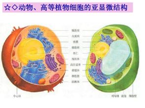 生物細胞的基本結構