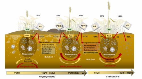 sel research 微塑料和鎘對(duì)小麥根際土壤微生物群落和功能類群影響的協(xié)同效應(yīng)