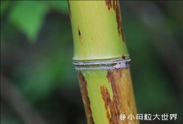 陽竹科技30 億押注 "以竹代塑"!如何用竹子改寫全球塑料產業格局?